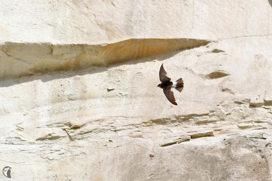 Little Swift