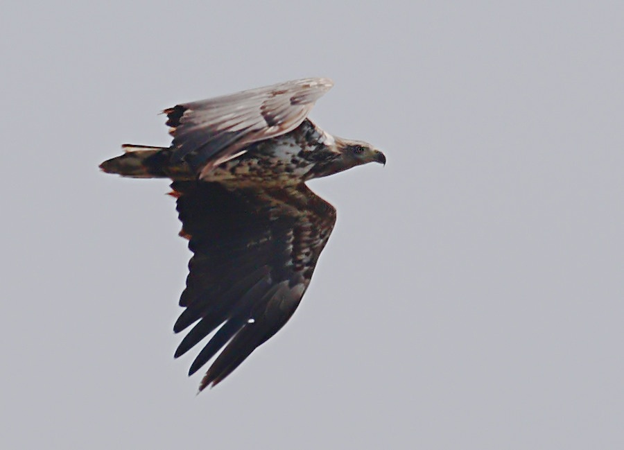 Akkuyruklu Kartal