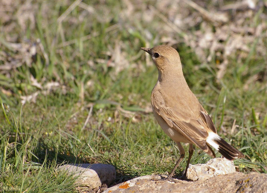 Boz Kuyrukkakan