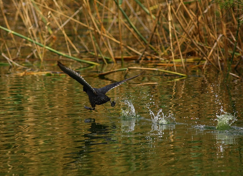 Sakarmeke