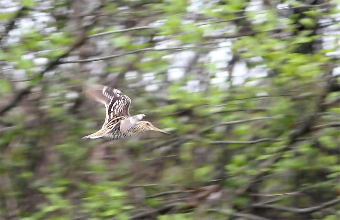 Great Snipe