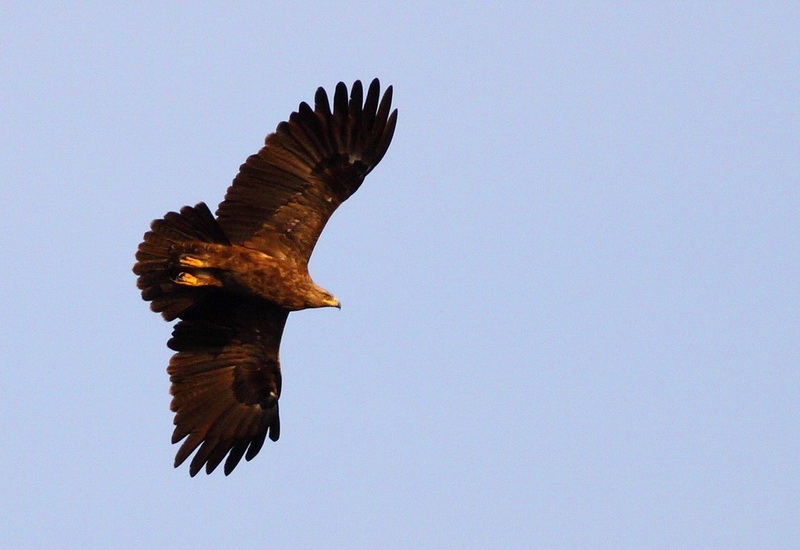 Küçük Orman Kartalı