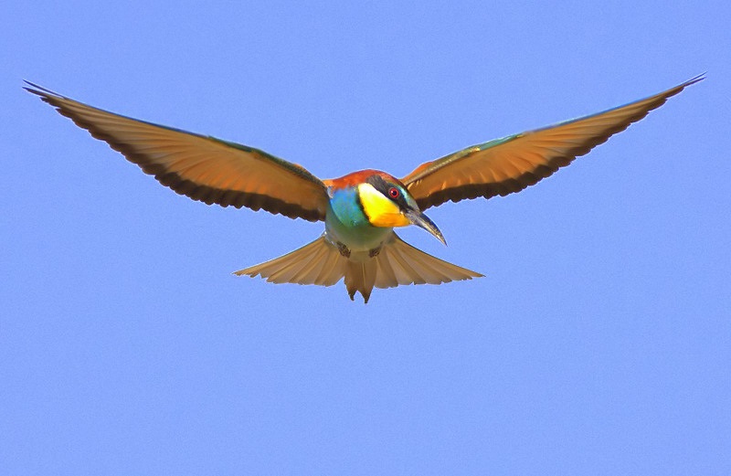 Arıkuşu