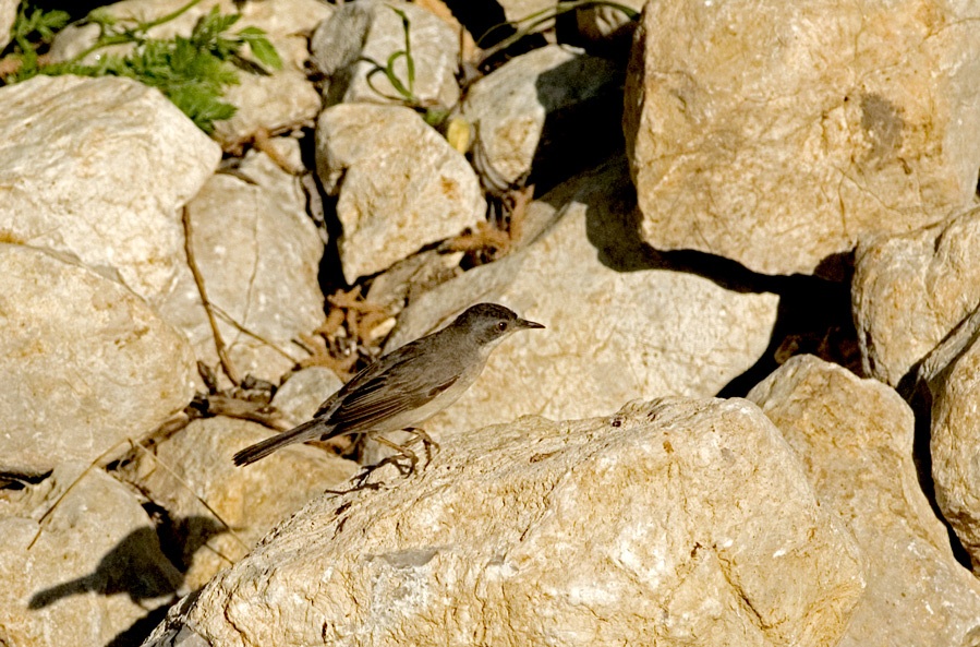 Karaboğazlı Ötleğen