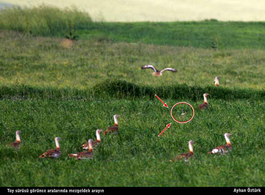 Little Bustard