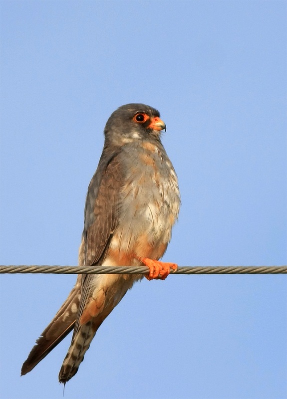 Ala Doğan