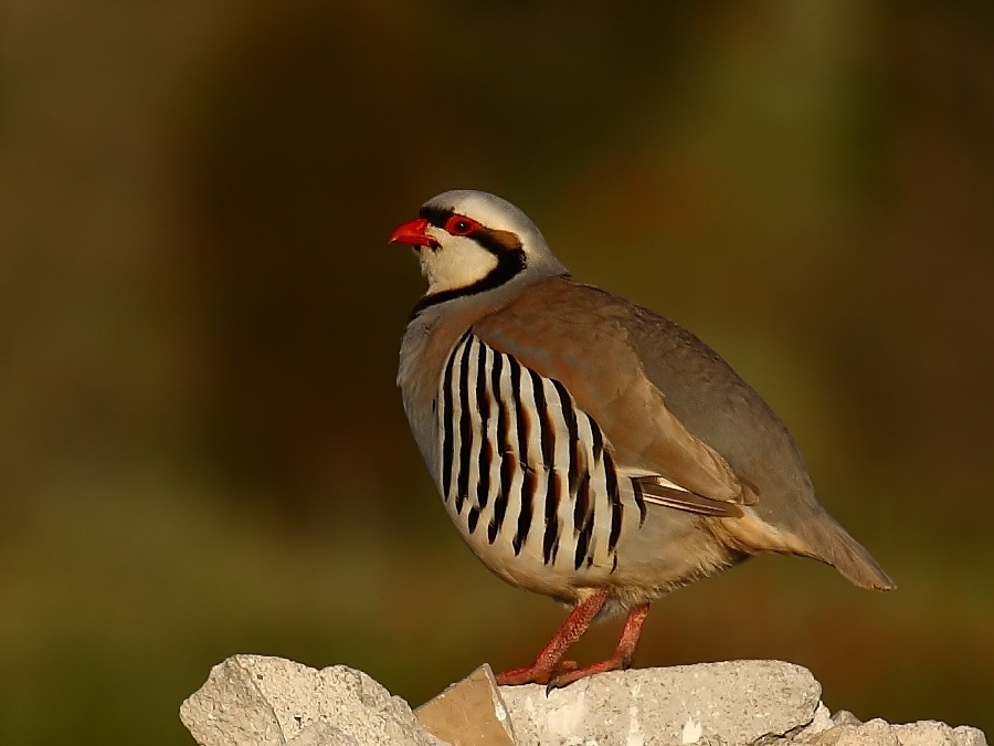 Chukar Partridge