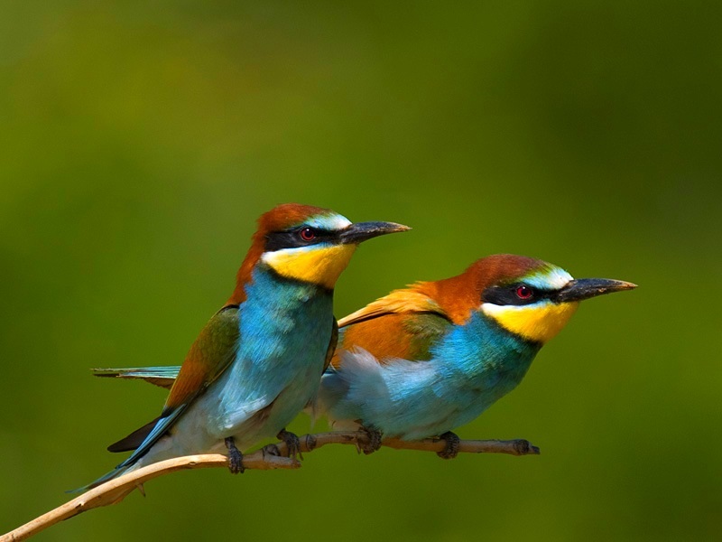 European Bee-eater