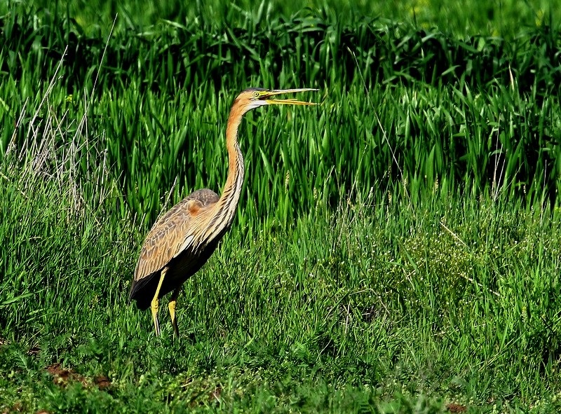 Purple Heron
