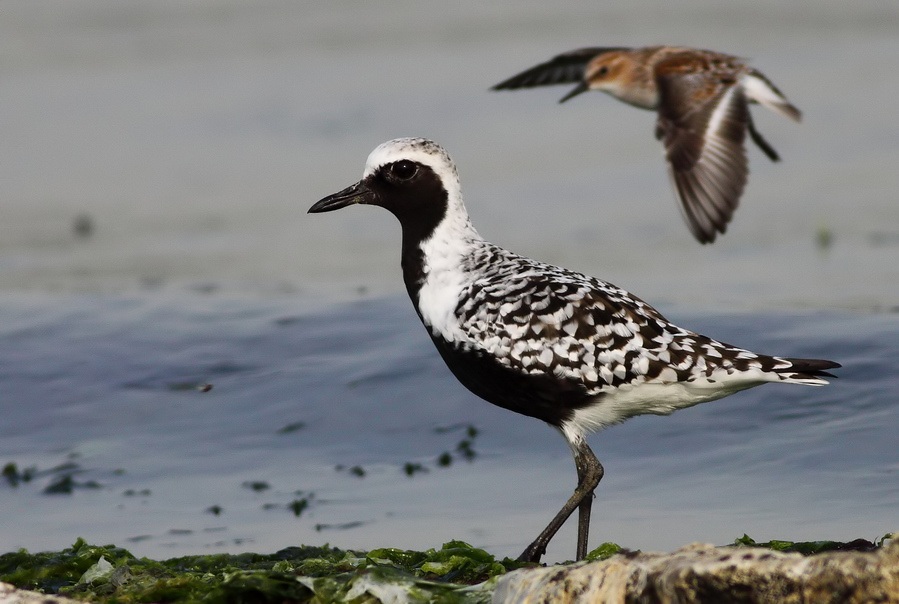 Grey Plover