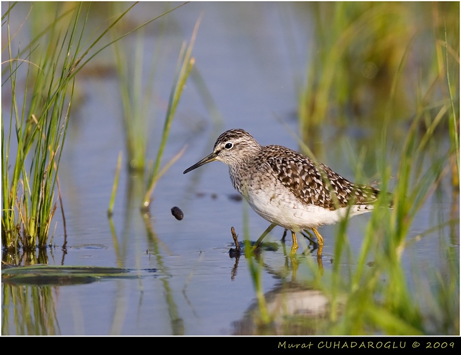 Wood Sandpiper