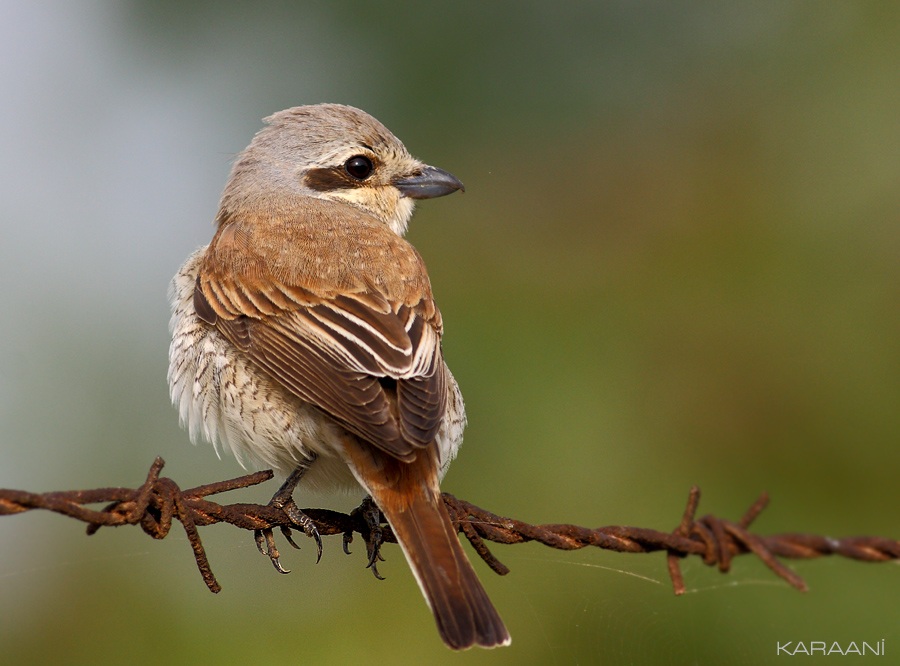 Red-backed Shrike
