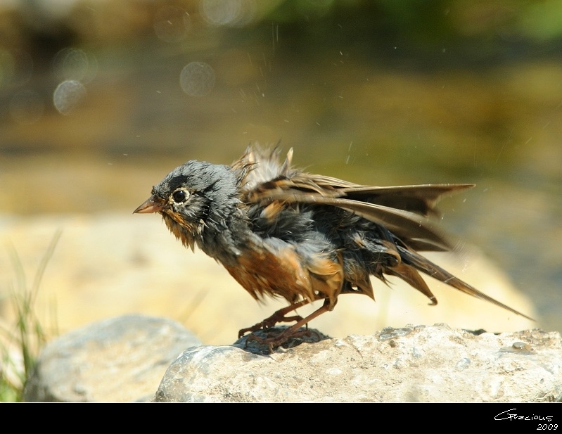 Cretzschmar`s Bunting