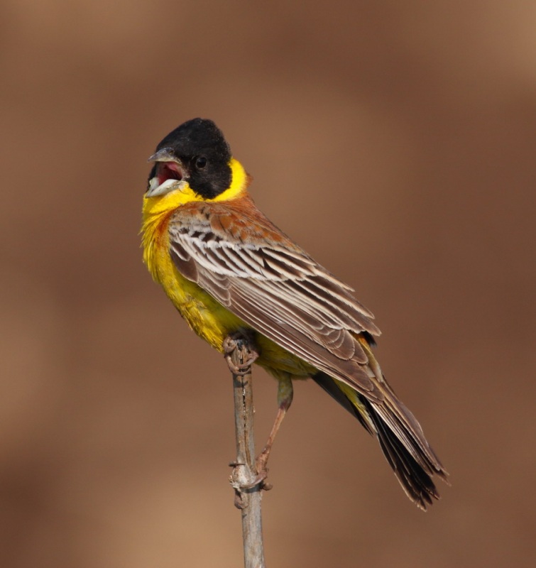 Black-headed Bunting