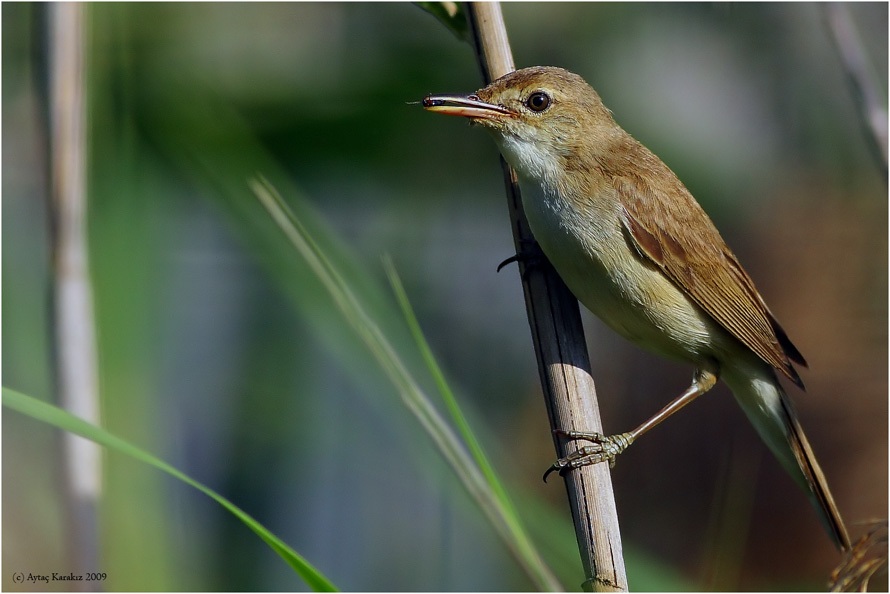 Common Reed Warbler