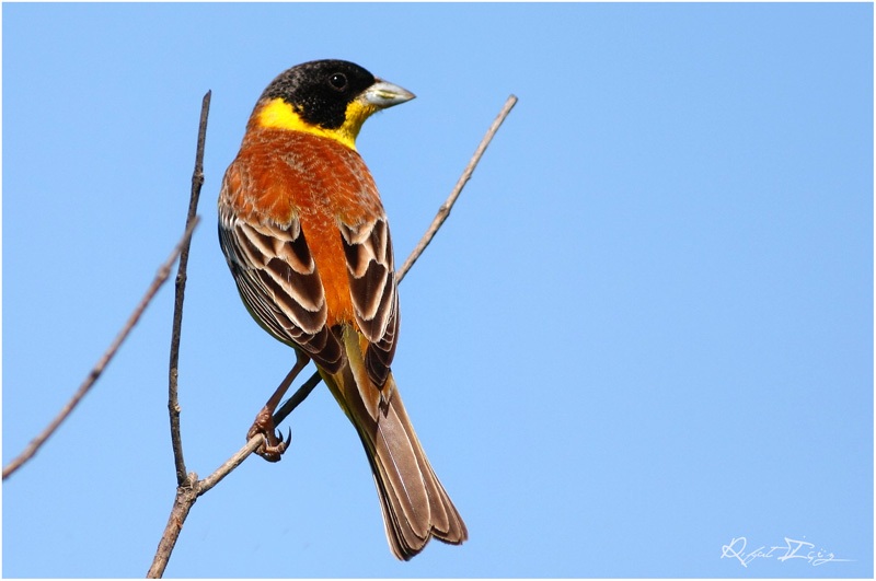 Black-headed Bunting