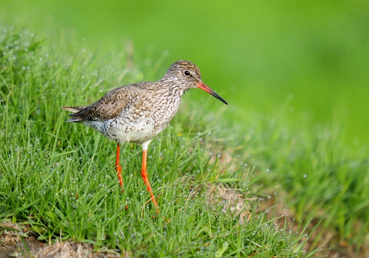 Common Redshank