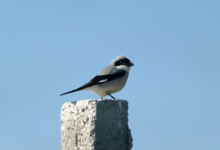 Lesser Grey Shrike