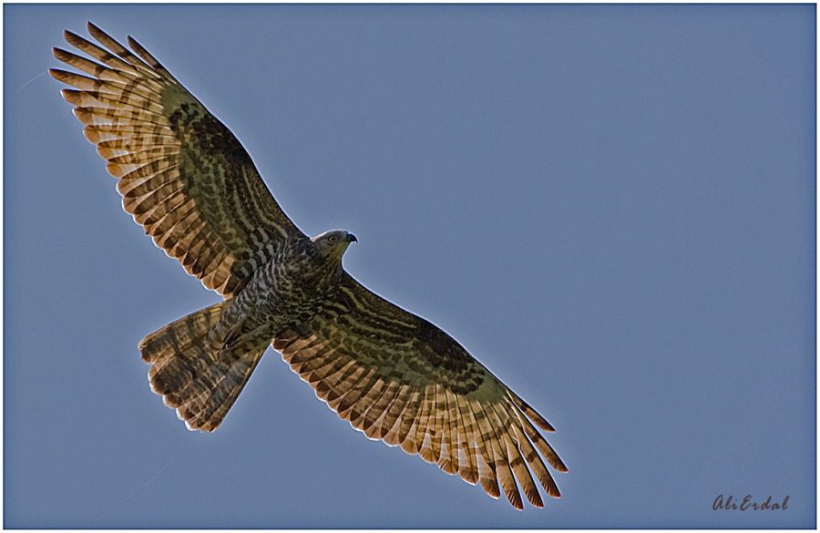 European Honey Buzzard