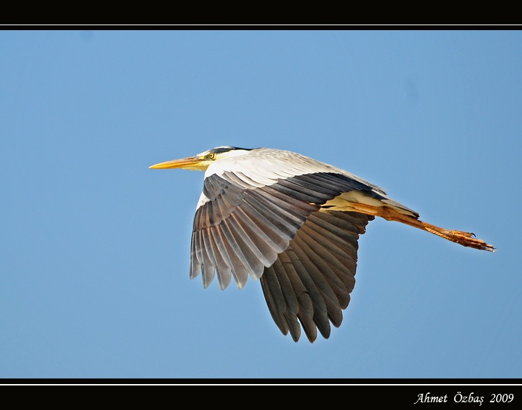 Grey Heron