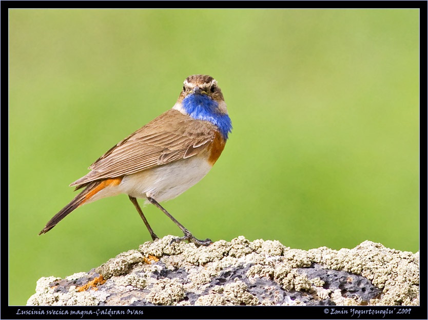 Bluethroat