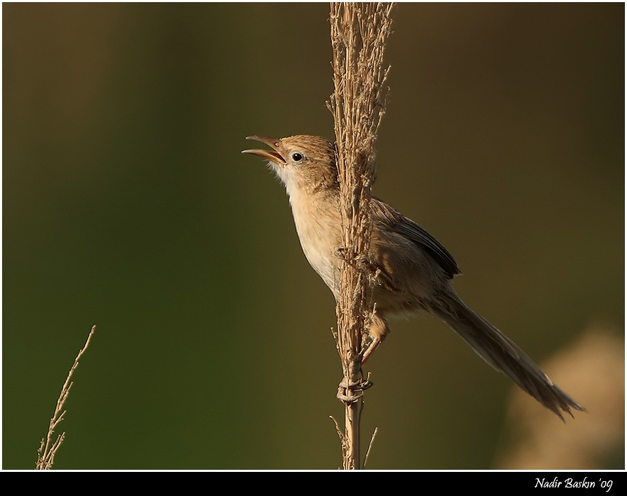 Iraq Babbler