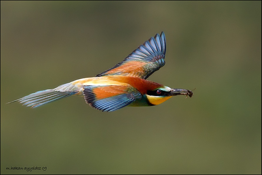 European Bee-eater