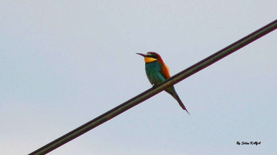 European Bee-eater
