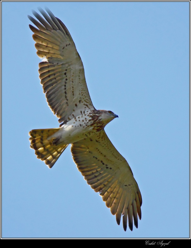 Short-toed Snake Eagle