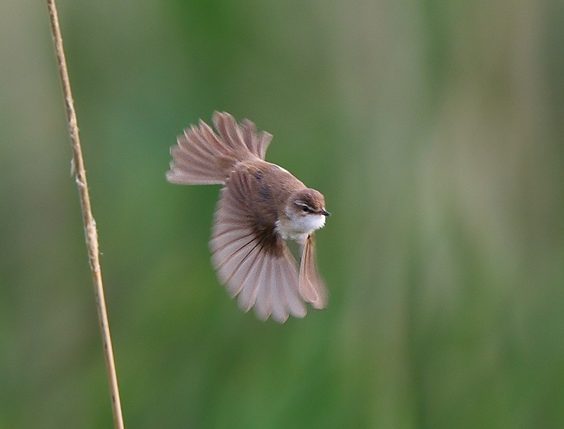 Paddyfield Warbler