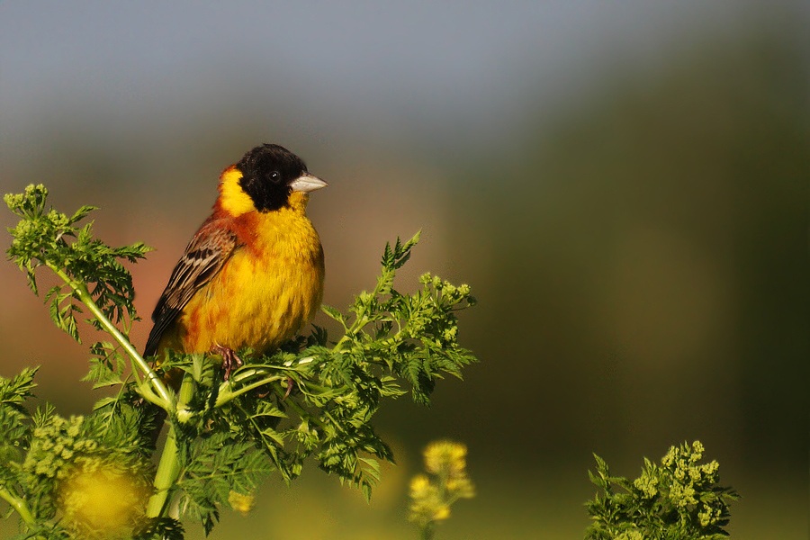 Black-headed Bunting