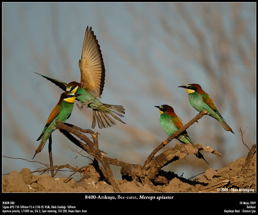 European Bee-eater