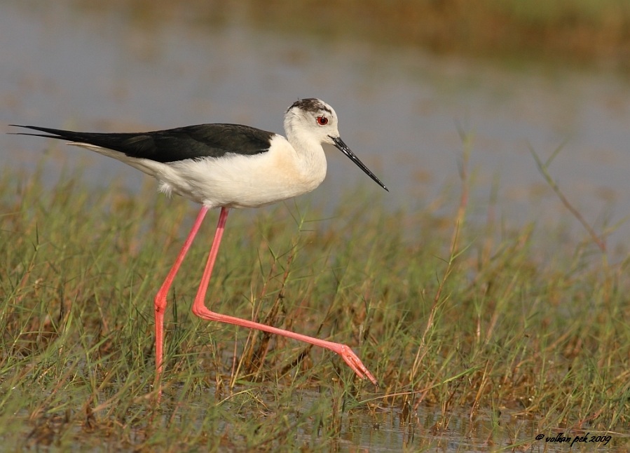 Black-winged Stilt