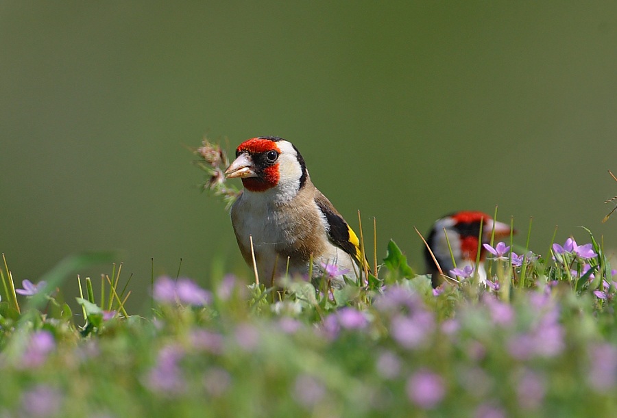 European Goldfinch