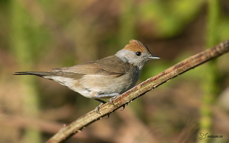 Eurasian Blackcap