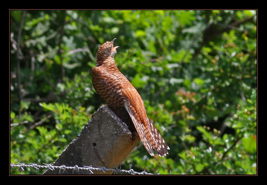 Common Cuckoo
