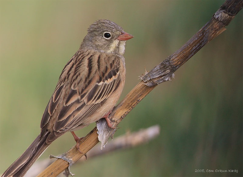 Ortolan Bunting