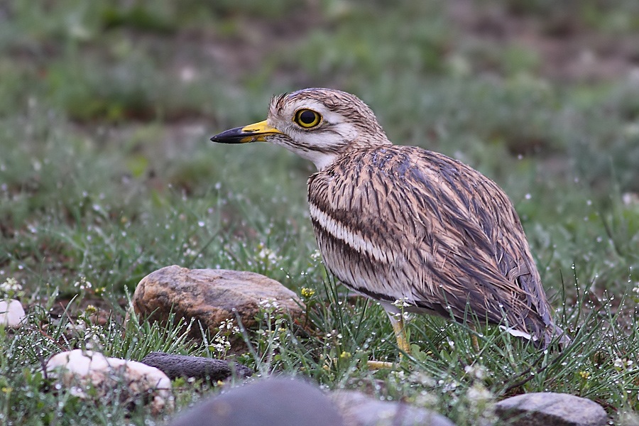 Eurasian Stone-curlew