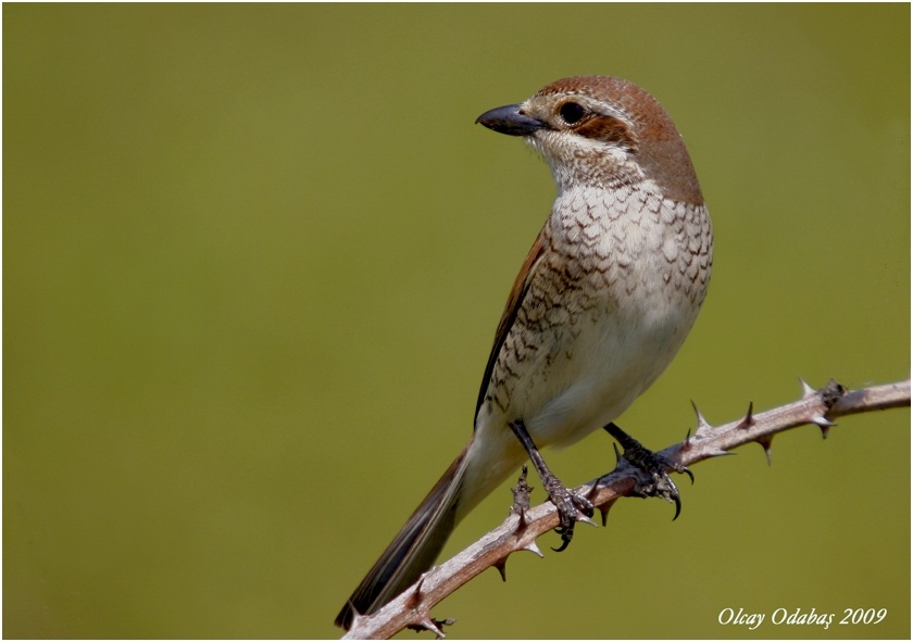 Red-backed Shrike