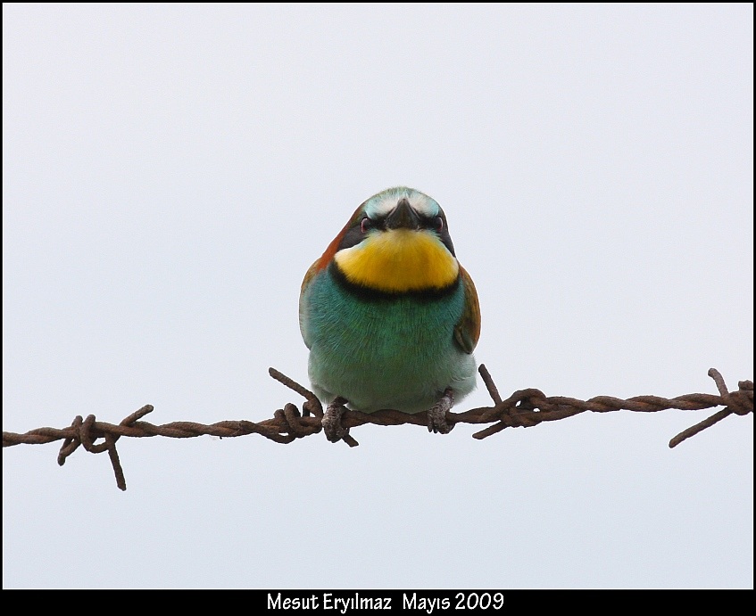 European Bee-eater