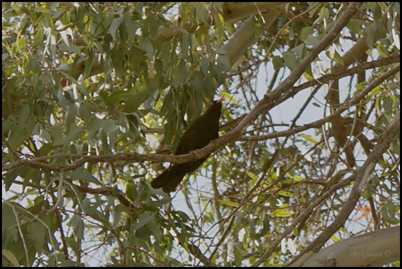 Common Blackbird