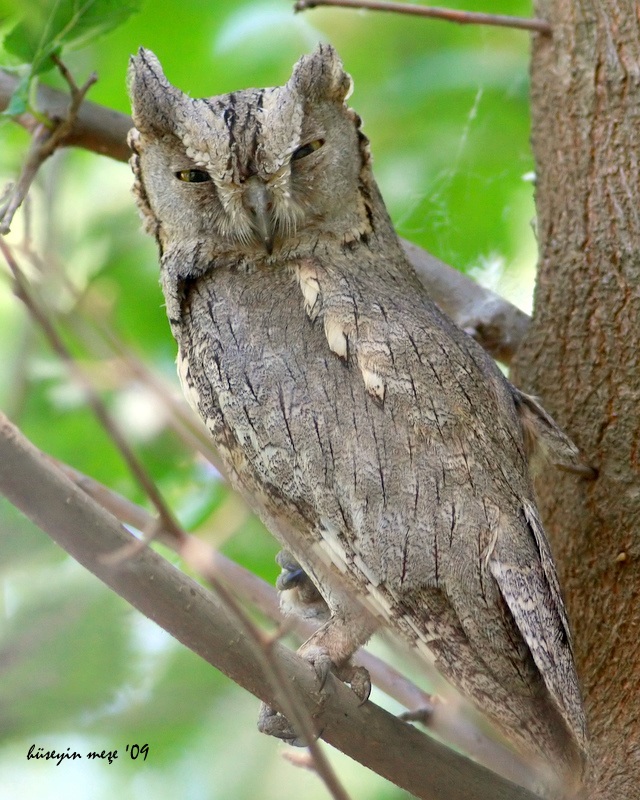 Eurasian Scops Owl
