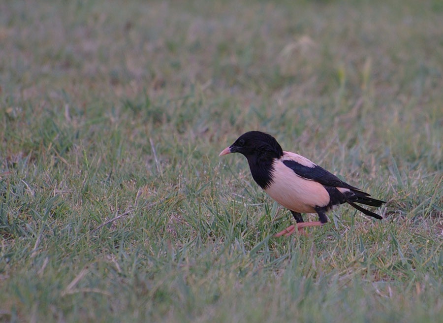 Rosy Starling