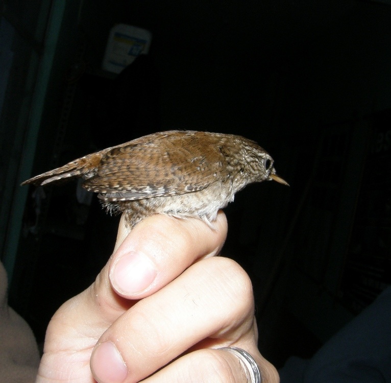Eurasian Wren