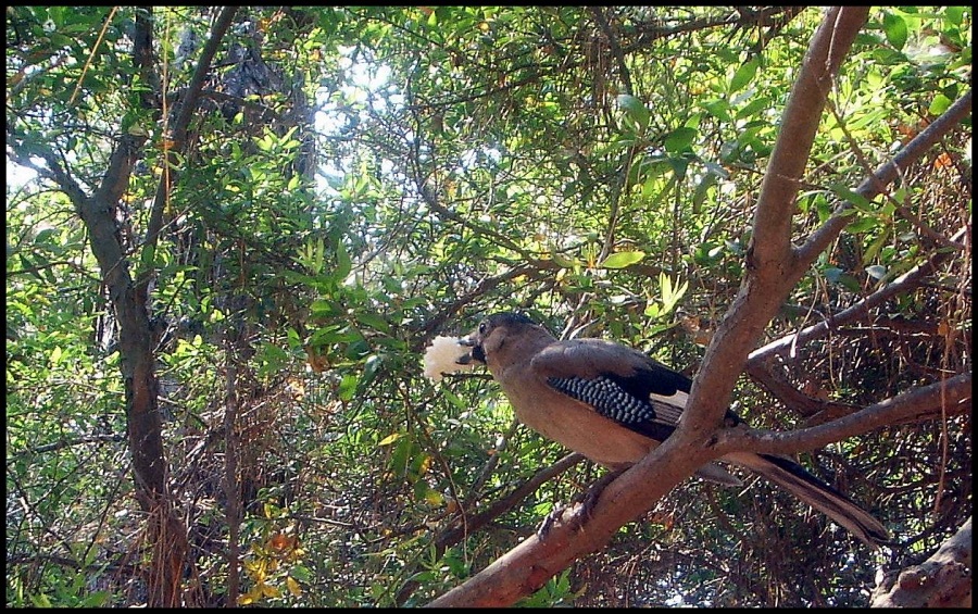 Eurasian Jay