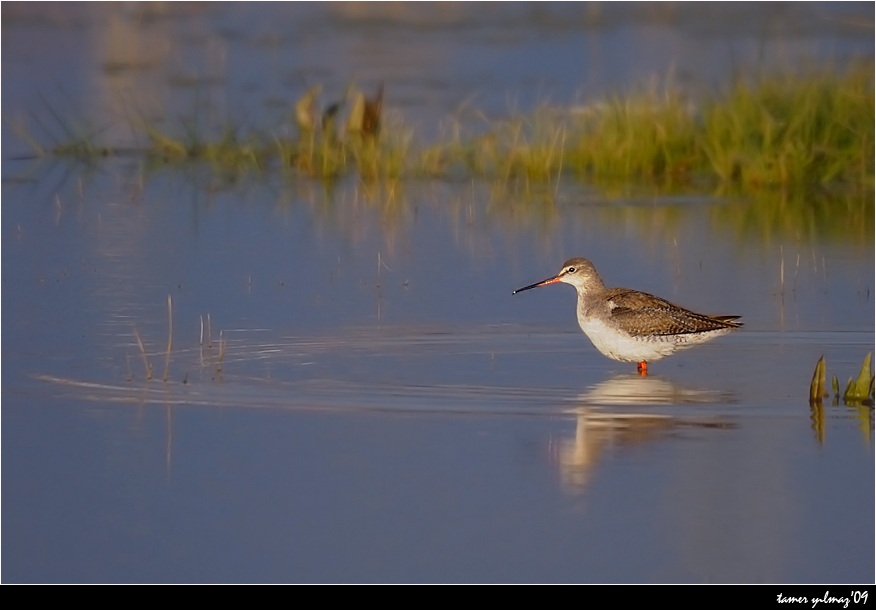Spotted Redshank