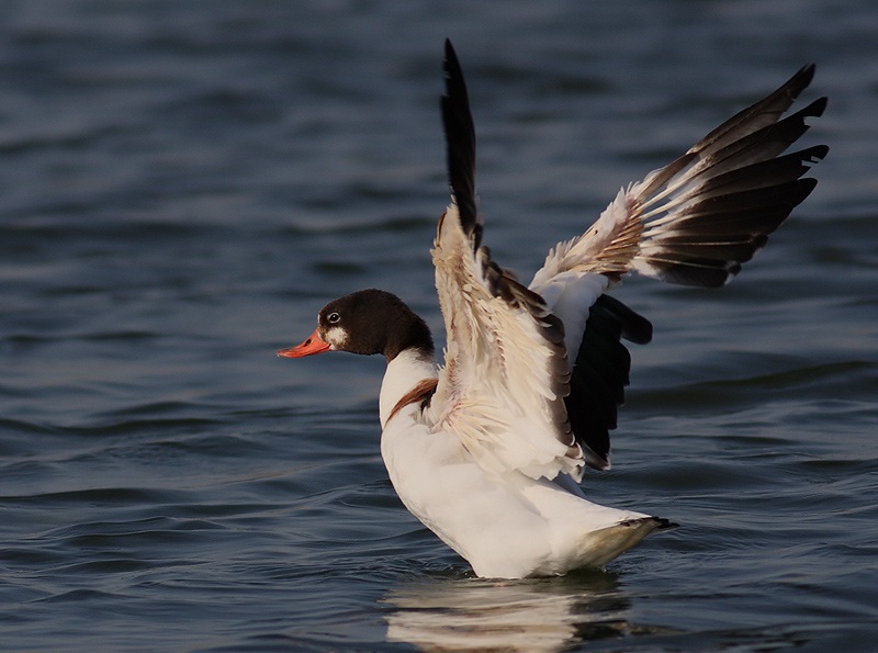 Common Shelduck