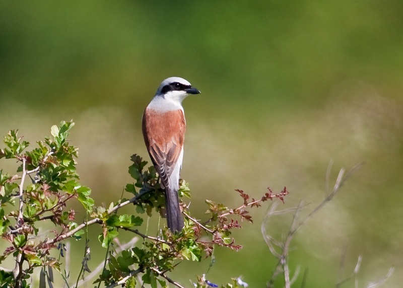 Red-backed Shrike