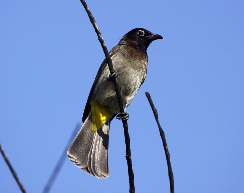 White-spectacled Bulbul