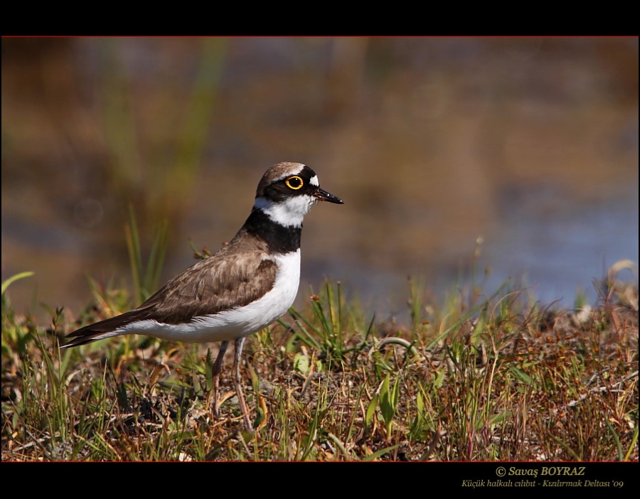 Little Ringed Plover